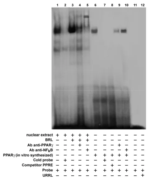 Fig. 7 PPARγ binds to NFkB site in the p53 promoter region in EMSA.  