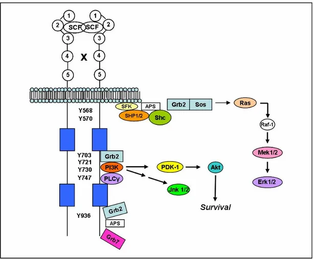 Figure 5. Schematic illustration of Kit interacting proteins .  This figure summarizing signalling proteins  activated by Kit and interaction sites on the receptor