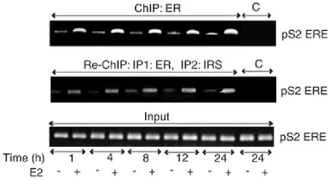 Figure 3. Time course of ER α and IRS-1 association with the pS2 promoter. Soluble chromatin was isolated 
