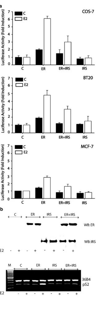 Figure 7. Effects of IRS-1 on ER α transcriptional activity 