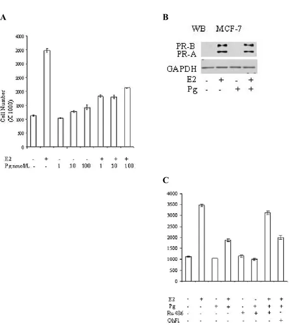 Figure 1. Progesterone decreases the estradiol induced cell proliferation in MCF- MCF-7 breast cancer cells