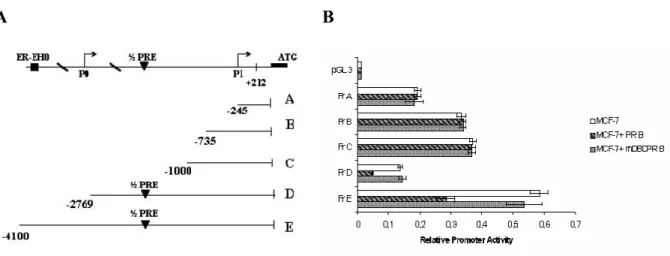 Figure 4.    ER  α promoter activity is down-regulated by PR-B over-expression  and mutation of the half-PRE  abrogates this effect A, Schematic representation of 