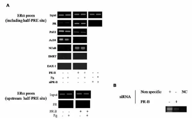 Figure 5. PR is recruited to the ERα promoter, RNA polymerase II is dismissed. 