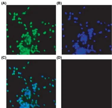 Figure 2: Immunolocalization of AR in human ejaculated spermato- spermato-zoa