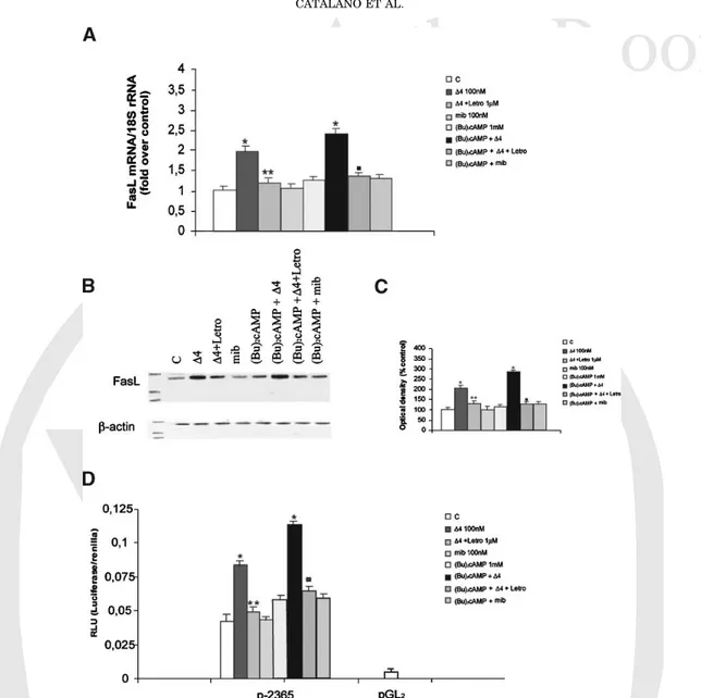 Fig. 1. Effects of D4 on FasL expression. A: Total RNA was obtained from TM4 cells untreated (control, C) or treated for 24 h with D4 (100 nM) mibolerone (mib 100 nM), (Bu) 2 cAMP (1 mM), (Bu) 2 cAMP þ