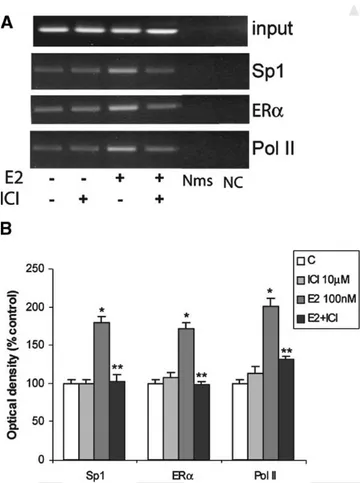 Fig. 5. 17b-Estradiol increases Sp-1/ERa recruitement to FasL promoter. A: Soluble precleared chromatin was obtained from TM4 cells treated for 1 h with 100 nM E2, 10 mM ICI and E2þ ICI or left untreated (C) and immunoprecipitated (IP) with an anti-Sp-1, a