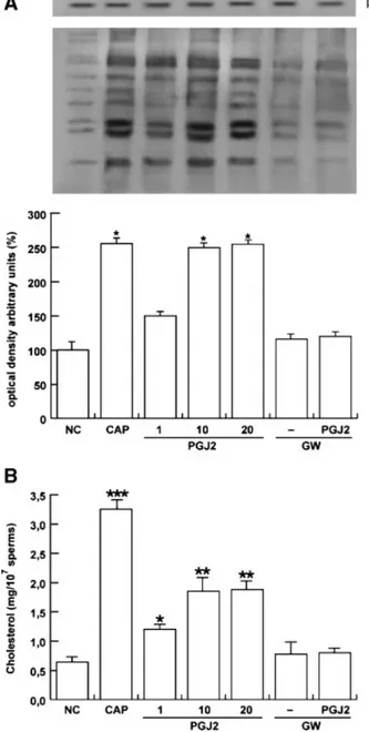 Fig. 3. PGJ2 effects on tyrosine phosphorylation of sperm proteins and cholesterol efflux are PPARg-mediated