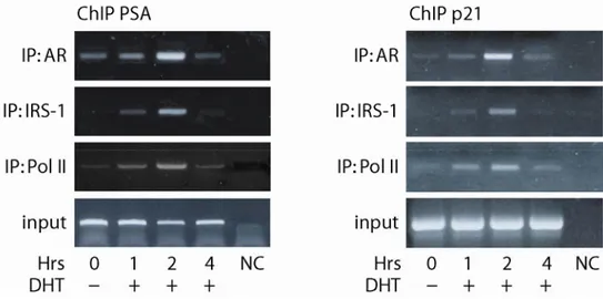 Figure 4. IRS-1 is a transcriptional co-regulator of AR. ChIPs were carried out over a 4 h time- time-course after stimulation with DHT using AR, IRS-1 and Pol II antibodies , as described in Materials  and Methods 