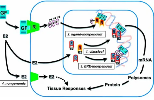 Fig. 3 The multifaceted mechanisms of estradiol and estrogen receptor signaling. 