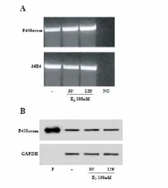 Fig. 6 P450arom mRNA and protein expression in E2  treated MCF-7 cells: MCF-7 cells were 