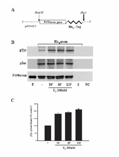Fig. 7 Enhancement of tyrosine phosphorylation of aromatase protein induced by E2  : A, 