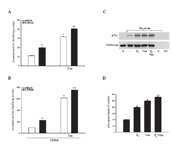 Fig. 8 Tyrosine phosphatase inhibitor, sodium orthovanadate, increases aromatase activity: Wild 