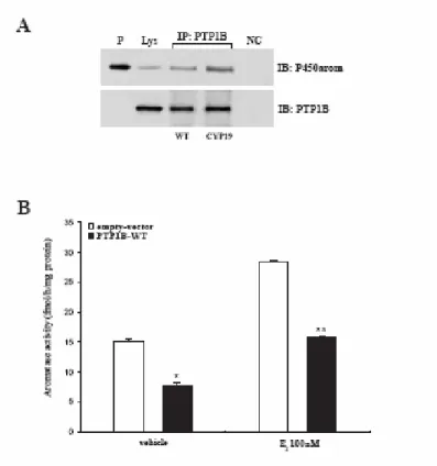 Fig. 9 Physical and functional interaction of P450arom and PTP1B: A, In vitro association of 