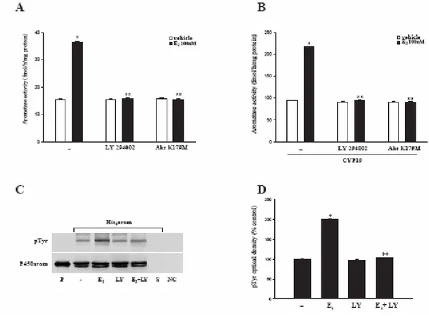 Fig. 10 PI3K/Akt pathway mediates E2–induction on aromatase activity: Wild-type (A) or CYP19 