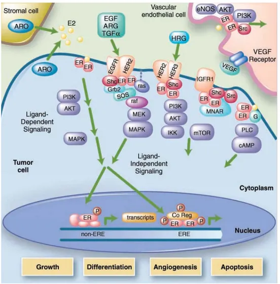 Fig. 4 Interactions of estrogen and growth factor receptor signaling in human tumors.