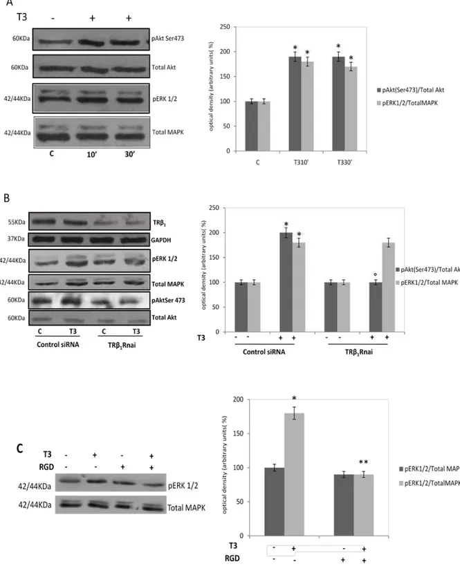Fig. 3  TRβ 1   receptor mediates the rapid activation of AKT induced by T3 (A)  Before the 