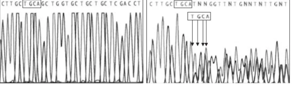 Fig. 2 Nucleotide-sequence traces of TSHr of the  proband showing the genotype of Family 1