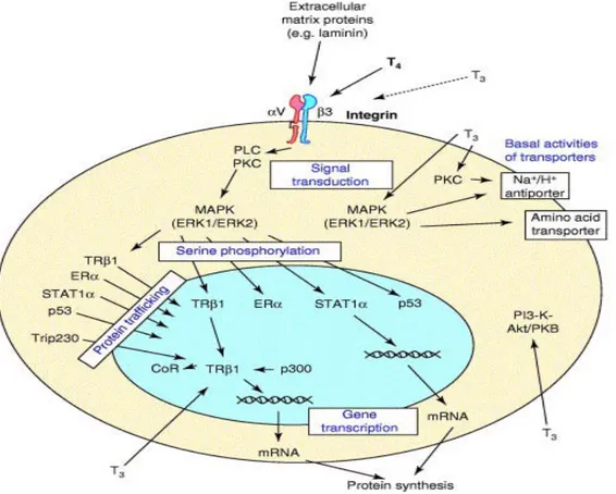 Fig. 3. Summary of membrane-initiated cellular actions of thyroid hormone 