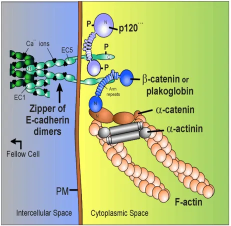 Figure 3. E-cadherin/catenins complex. 