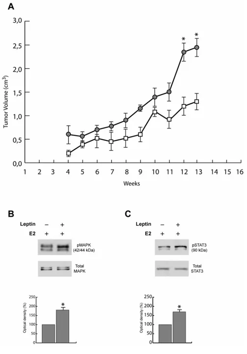 Figure 4: Effect of leptin on growth of MCF-7 cell tumor xenografts. 