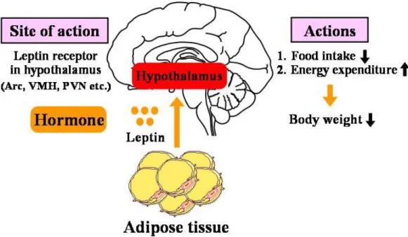 Figure 1. Site of action and actions of leptin at hypothalamus level. 