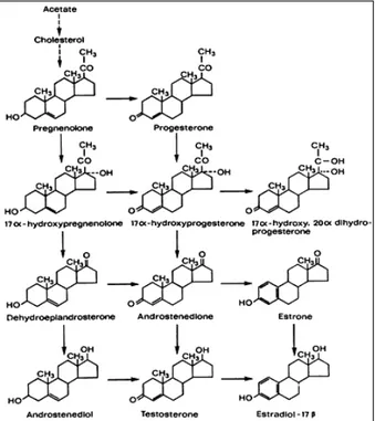 Figure 3. Steps in steroidogenesis leading to androgens and estrogens production. 