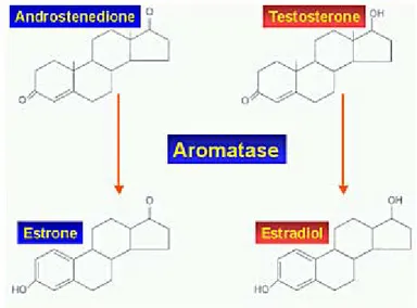 Figure 4: Biochemical pathway of testosterone conversion into estrogens. 