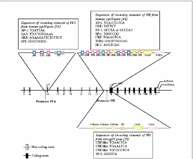 Figure 5: Structure of the human Cyp19 gene showing the various untranslated first exons and their 