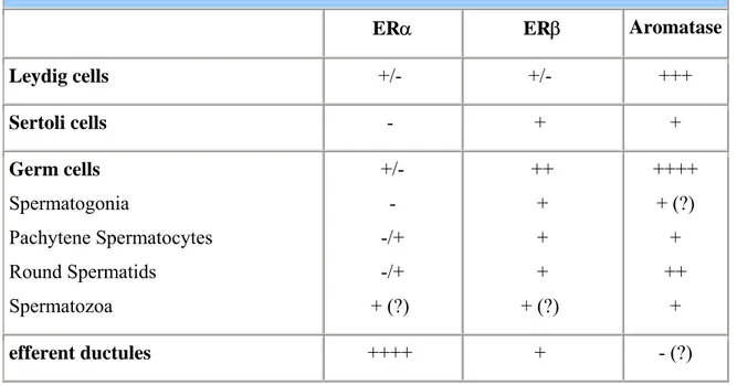 Table 1. ERs and Aromatase distribution in the adult rodent testis. 