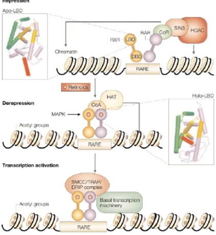 Figura 1.2 Meccanismi di repressione e attivazione trascrizionale attraverso 