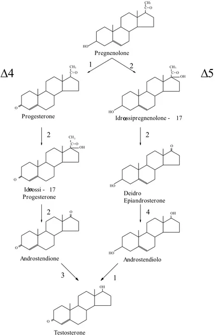 Figura 1.11 Biosintesi del testosterone (via ∆4 e ∆5). Enzimi che catalizzano le 