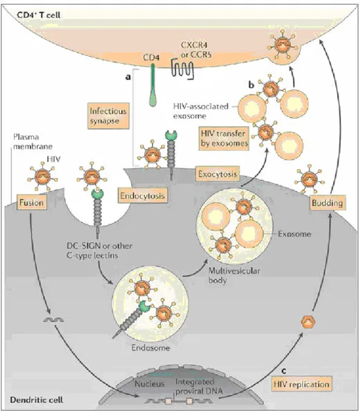 Figura 3. Il passaggio dell’HIV attraverso la barriera ematoencefalica coinvolge  anche le cellule dendritiche, poiché l’HIV è in grado di legarsi a varie molecole di  adesione, tra cui i DC-SIGN (dendritic cell-specific C type ICAM-3 grabbing 