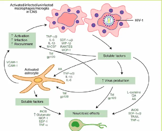 Figura 5. Citochine e neurotossine coinvolte nel danno neuronale e  nell’apoptosi indotti dall’HIV
