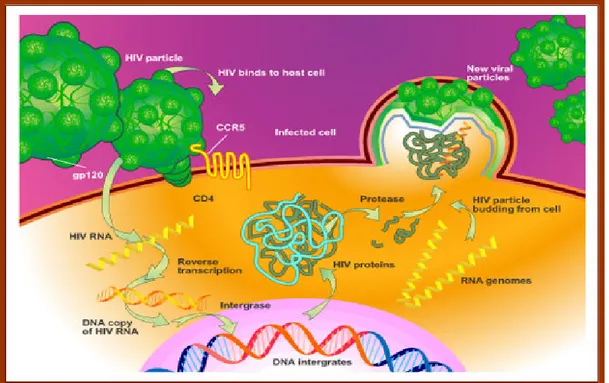 Figura 9. Legame della gp120 ai recettori CCR5 e CXCR4 e successiva penetrazione  dell’HIV nella cellula