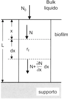 Figura 1.6. Schema per il bilancio di massa su una porzione di biofilm ideale 