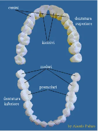 Figura 3.3: dentatura superiore e inferiore 