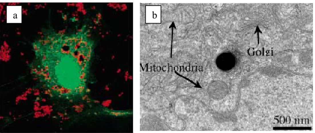 Figura 10. (a) Microfotografia fluorescente confocale di una cellula neuronale (verde) trasfetta con  materiale mesoporoso (rosso)