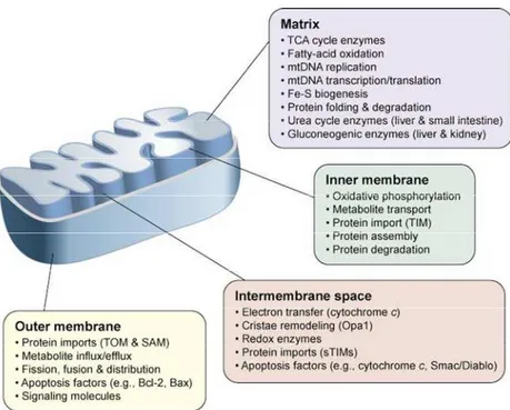 Figura 2.  Mitochondrial structure and functions. 