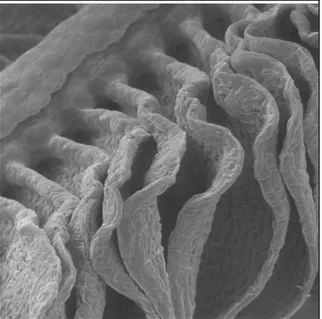 Fig. 5.3d   Microfotografia al SEM delle branchie di T. pavo dopo esposizione a 60µM  di cadmio per 48h