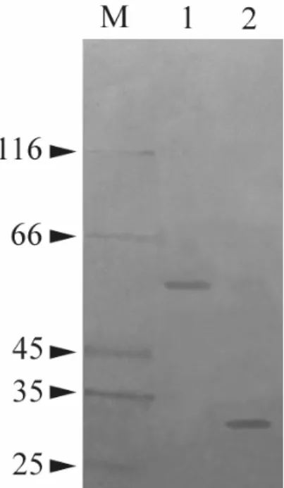 Figura 9 Purificazione della proteina over-espressa hOCTN2. Le proteine sono state separate mediante SDS-Page e colorate  come descritto in Materiali e metodi