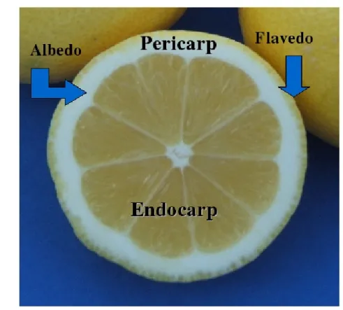 Figura  3.2.  Schema  di  rappresentazione  delle  parti,  componenti  il  frutto  di  limone,  in  una  sezione  trasversale
