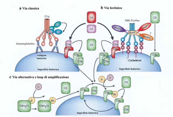 Fig. 3: Attivazione della via classica, lectinica e alternativa. a. La via classica è iniziata dal 