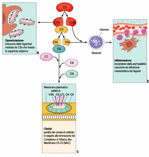 Fig. 6: Le tre vie di attivazione del complemento prevedono una serie di differenti reazioni 