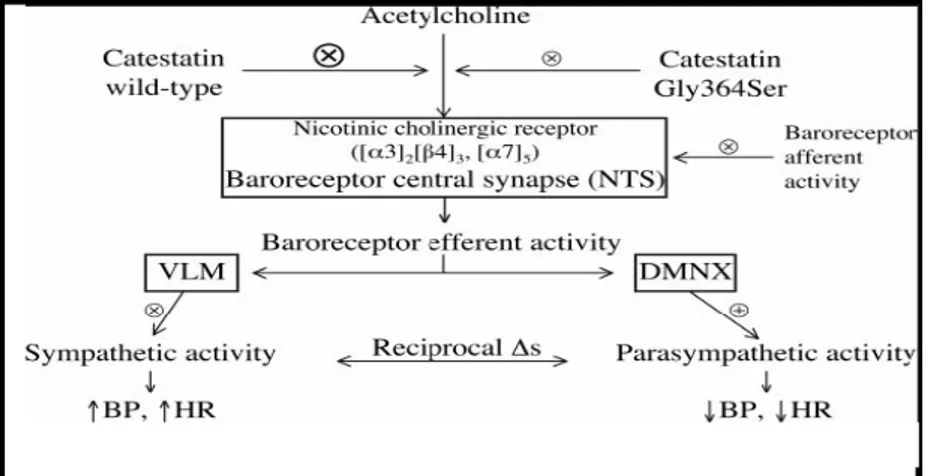 Fig. 5 Ruolo della Gly364Ser nella regolazione dell'attività del sistema nervoso  autonomo.L’azione della variabile genetica è stata testata nei barocettori cardiaci a 