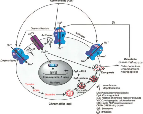 Fig. 6 Modalità d’azione della Cts nella secrezione catecolamminica dalle  cellule cromaffini