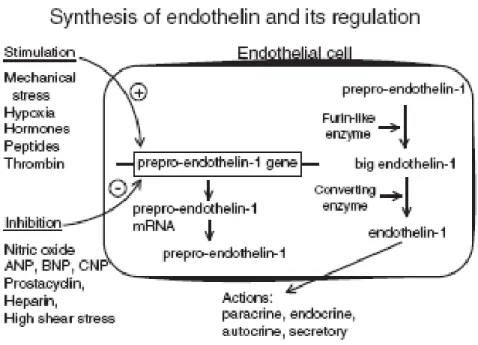 Fig. 8 Sintesi di ET-1 Nel citosol lo mRNA codifica per il precursore polipeptidico 