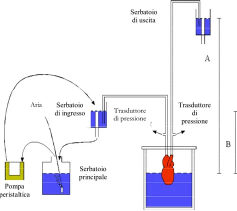 Fig 12 Apparato di perfusione: A= Post-carico B= Pre-carico 