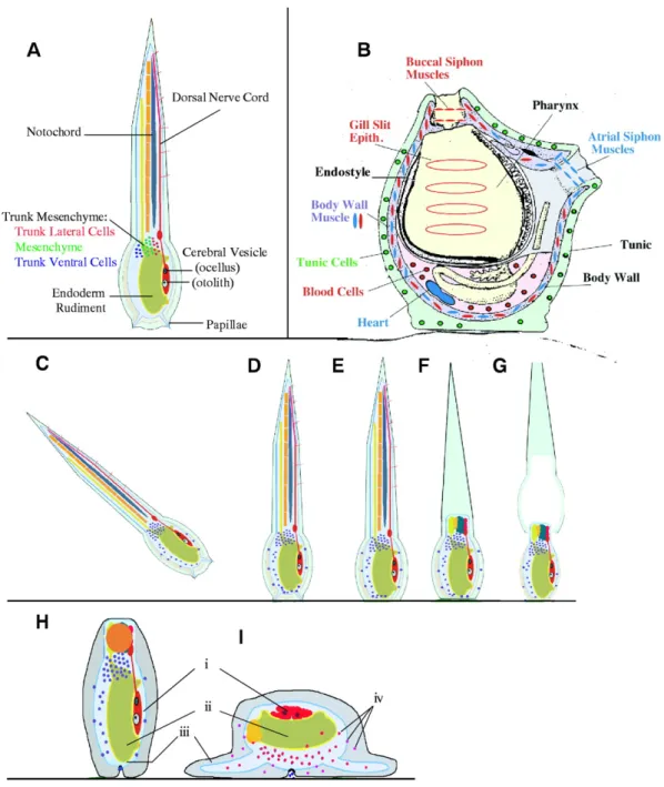 Figura 6. Metamorfosi delle Ascidie. (A) Larve di ascidia con in evidenza la corda neurale in posizione 