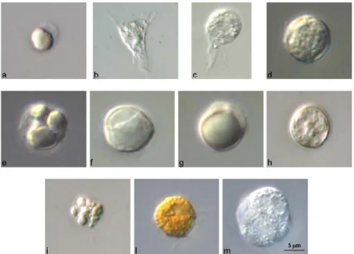 Figura 10. Emociti di C. intestinalis. Osservazione effettuata con ottica Nomarski. (a) Cellula staminale; 