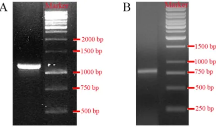 Figura 14.  Analisi condotta mediante PCR su cDNA dello stadio embrionale di 110 cellule